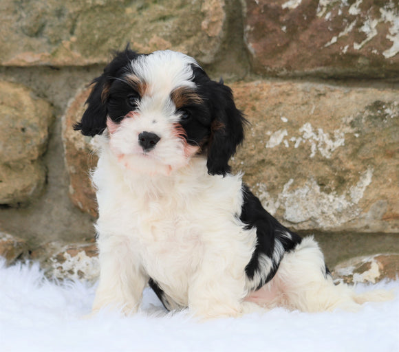 Cavachon Puppy For Sale Fredericksburg, OH Male- Ashton