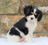 Cavachon Puppy For Sale Fredericksburg, OH Female- Hazey