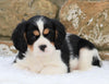 Cavachon Puppy For Sale Fredericksburg, OH Female- Hazey