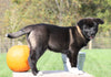 AKC Registered Akita For Sale Millersburg, OH Female- Luna