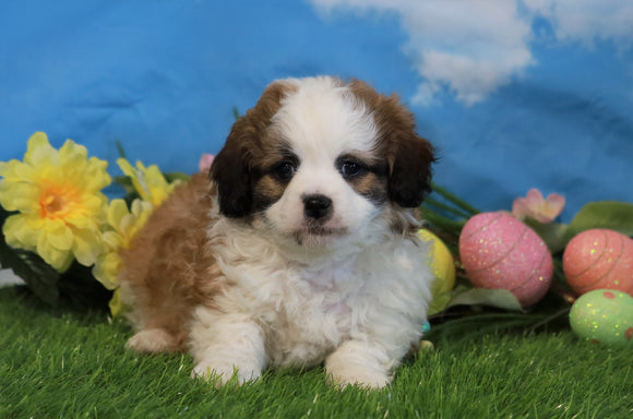 Shih- Poo For Sale Warsaw, OH Male- Teddy