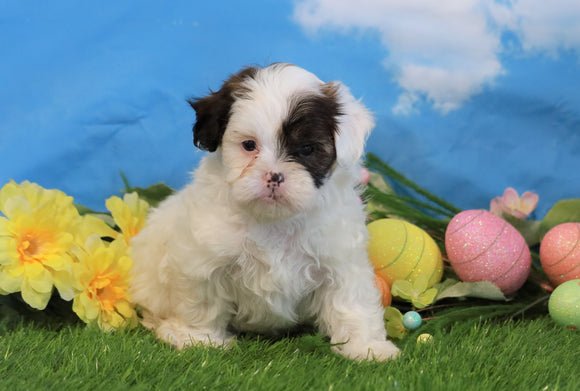 Shih- Poo For Sale Warsaw, OH Male- Oreo