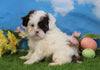 Shih- Poo For Sale Warsaw, OH Male- Oreo