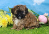 Shih- Poo For Sale Warsaw, OH Female- Paisley