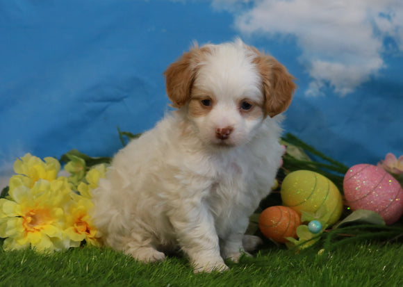 Shih- Poo For Sale Warsaw, OH Male- Shorty