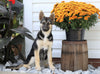 German Shepherd/ Siberian Husky Mix For Sale Millersburg, OH Female- Remy