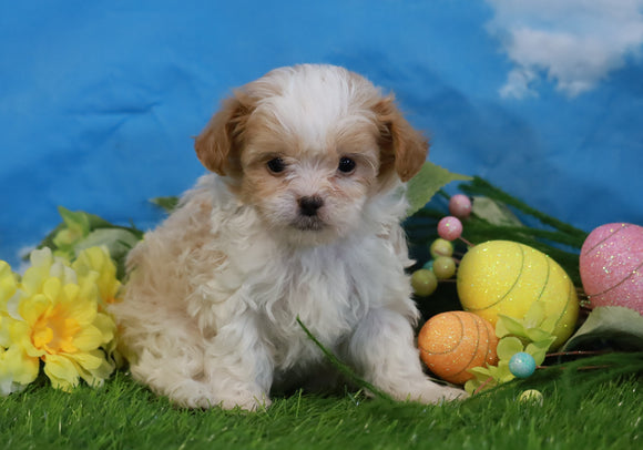 Shih- Poo For Sale Warsaw, OH Male- Ollie