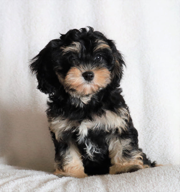 ICA Registered Cavapoo For Sale Fredericksburg, OH Male- Caspar