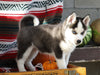 Siberian Husky For Sale Fredericksburg, OH Male- Trenton