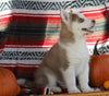 Siberian Husky For Sale Fredericksburg, OH Male- Trapper