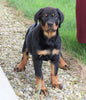AKC Registered Rottweiler For Sale Shreve, OH Female- Bella