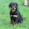 AKC Registered Rottweiler For Sale Shreve, OH Female- Bella