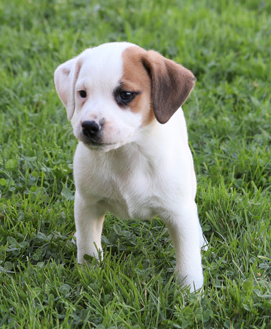 Puggle For Sale Sugarcreek, OH Male- Simon