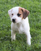 Puggle For Sale Sugarcreek, OH Male- Simon