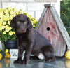 AKC Registered Labrador Retriever For Sale Sugarcreek, OH Female- Sadie