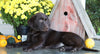 AKC Registered Labrador Retriever For Sale Sugarcreek, OH Female- Sadie