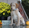 AKC Registered Labrador Retriever For Sale Sugarcreek, OH Female- Roxie