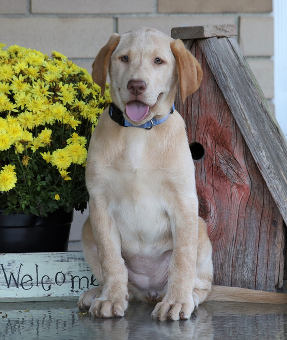 AKC Registered Labrador Retriever For Sale Sugarcreek, OH Female- Roxie