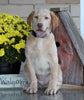 AKC Registered Labrador Retriever For Sale Sugarcreek, OH Female- Roxie