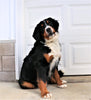 ACA Registered Bernese Mountain Dog For Sale Fredericksburg, OH Female- Bella