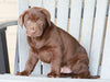 AKC Registered Chocolate Labrador Retriever For Sale Sugarcreek, OH Male- Jackson
