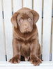 AKC Registered Chocolate Labrador Retriever For Sale Sugarcreek, OH Male- Russel