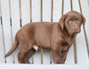 AKC Registered Chocolate Labrador Retriever For Sale Sugarcreek, OH Male- Russel