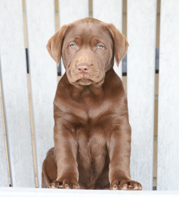 AKC Registered Chocolate Labrador Retriever For Sale Sugarcreek, OH Female- Bella