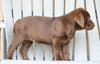 AKC Registered Chocolate Labrador Retriever For Sale Sugarcreek, OH Female- Bella