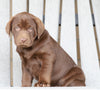 AKC Registered Chocolate Labrador Retriever For Sale Sugarcreek, OH Female- Bailey