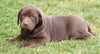 AKC Registered Chocolate Labrador Retriever For Sale Sugarcreek, OH Female- Bailey