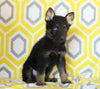 AKC Registered German Shepherd For Sale Millersburg, OH Male- Bryson