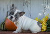AKC Registered French Bulldog For Sale Millersburg, OH Female- Starlite