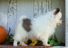 ACA Registered Pomeranian For Sale Millersburg, OH Female- Tiny