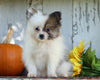 ACA Registered Pomeranian For Sale Millersburg, OH Female- Tiny