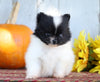 ACA Registered Pomeranian For Sale Millersburg, OH Female- Cutie