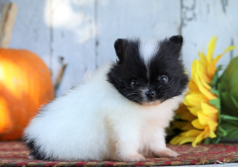 ACA Registered Pomeranian For Sale Millersburg, OH Female- Cutie