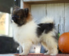 CKC Registered Pomeranian For Sale Millersburg, OH Female- Faith