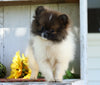 CKC Registered Pomeranian For Sale Millersburg, OH Female- Faith