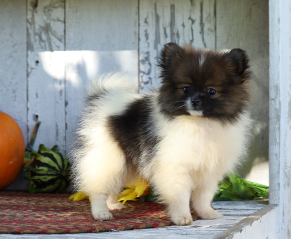 CKC Registered Pomeranian For Sale Millersburg, OH Female- Faith