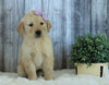 AKC Registered English Cream Golden Retriever For Sale Sugarcreek, OH Female- Lacey