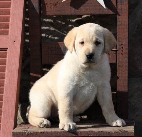 ACA Registered Labrador Retriever For Sale Wooster, OH Female- Blondie