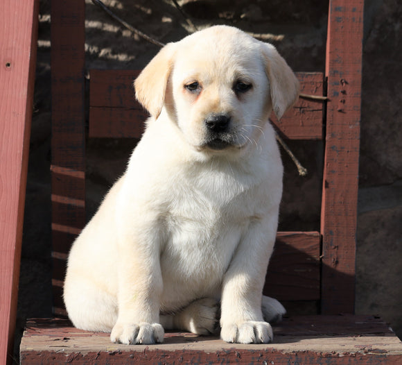 ACA Registered Labrador Retriever For Sale Wooster, OH Female- Buttercup