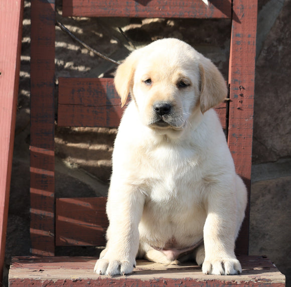 ACA Registered Labrador Retriever For Sale Wooster, OH Male- Oliver