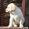 ACA Registered Labrador Retriever For Sale Wooster, OH Male- Oliver