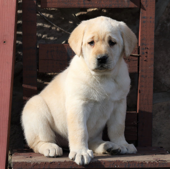 ACA Registered Labrador Retriever For Sale Wooster, OH Female- Stella