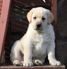 ACA Registered Labrador Retriever For Sale Wooster, OH Male- Tucker