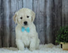 AKC Registered English Cream Golden Retriever For Sale Sugarcreek, OH Male- Ace