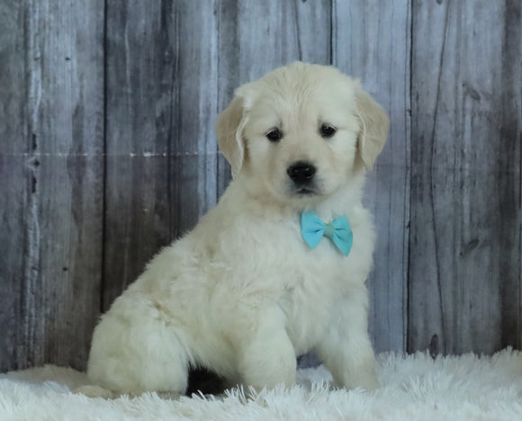 AKC Registered English Cream Golden Retriever For Sale Sugarcreek, OH Male- Ace