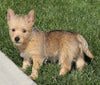 AKC Registered Cairn Terrier For Sale Millersburg, OH Female- Mindy